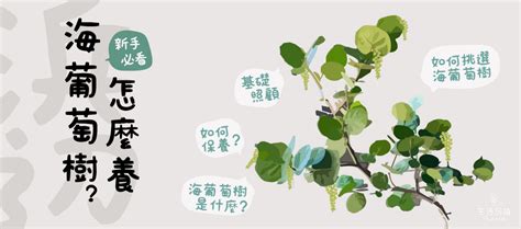 海葡萄風水|【海葡萄盆栽風水】給新手的基礎照護指南 